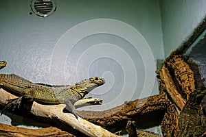 A reptile behing the glass