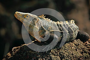 Reptile Black Iguana, Ctenosaura similis, sitting on black stone