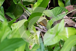 Reptile black spotted skink, mabuyidae skinks, standing in the forest