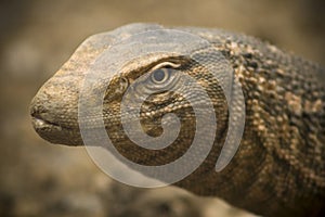 Reptile Closeup