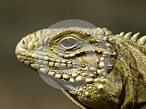 Reptile detail photo