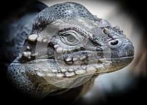 Reptile dinosaur photo