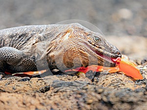 Reptile eating fruit in its natural habitat