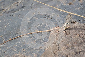 Reptile Fan-throated Lizard Female