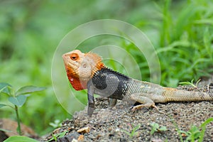 Reptile Garden Lizard