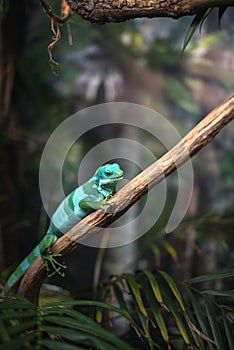 Reptile green blue on branch aquarium pet zoo home cute lizard head tongue eyes look walk exotic rare species