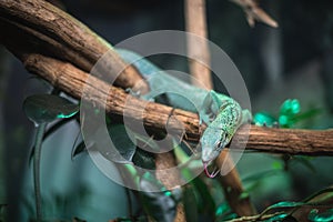 Reptile green blue on branch aquarium pet zoo home cute lizard head tongue eyes look walk exotic rare species