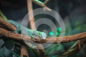 reptile green blue on branch aquarium pet zoo home cute lizard head tongue eyes look walk exotic rare species