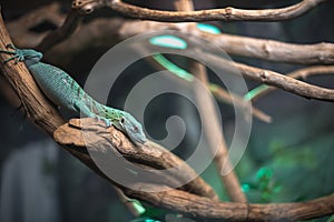 reptile green blue on branch aquarium pet zoo home cute lizard head tongue eyes look walk exotic rare species