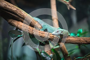 Playa verde azul sobre el rama acuario mascota jardín zoológico lindo lagarto cabeza idioma ojos mirar caminando exótico extrano un poco 