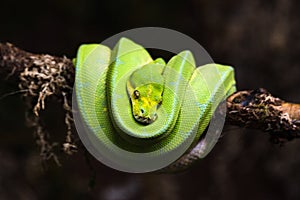 reptile green blue on branch aquarium pet zoo home snake posion small head tongue eyes look walk exotic species