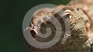 Reptile head close up