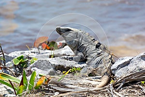 Reptile Iguana sitting on rocks near Mayan ruins in Mexico