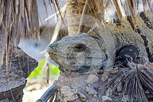 Reptile Iguana sitting on rocks near Mayan ruins in Mexico