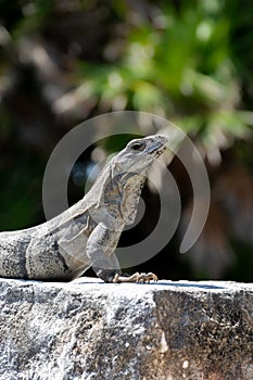 Reptile Iguana sitting on rocks near Mayan ruins in Mexico