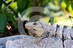 Reptile Iguana sitting on rocks near Mayan ruins in Mexico