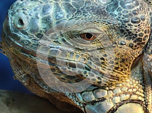 Reptile Juan iguana animal love