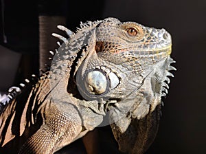 Reptile Juan iguana animal love