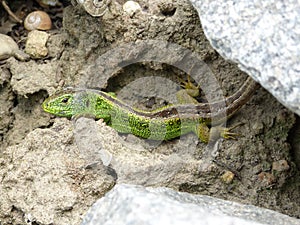 Reptile, Lacerta bilineata in the Sun