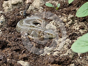 Reptile, Lacerta bilineata in the Sun