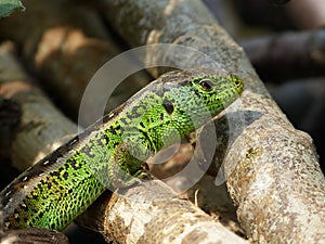 Reptile, Lacerta bilineata in the Sun