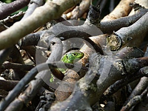 Reptile, Lacerta bilineata in the Sun