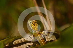 Reptile on leaf close-up