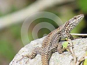 reptile lizard animal camouflage motionless predatory observation