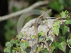 reptile lizard animal camouflage motionless predatory observation