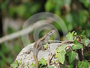 reptile lizard animal camouflage motionless predatory observation photo