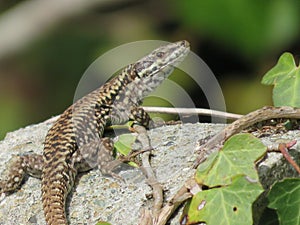 reptile lizard animal camouflage motionless predatory observation photo