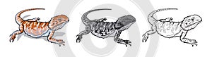 Reptile lizard animal. Reptile in natural wildlife isolated in white background. Color, black and white illustration and outline