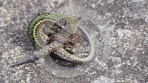 Reptile pair mating, La Coruna, Spain, Europe