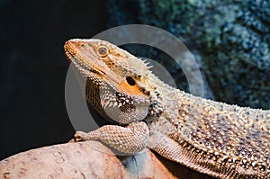 Reptile pet bearded dragon basking