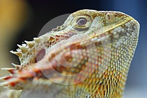 Reptile portrait