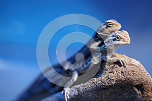 Reptile portrait