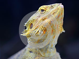 Reptile portrait photo