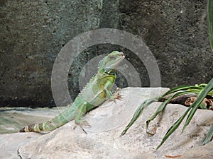 Reptile Posing