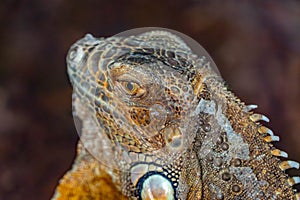 Reptile resting in its abit