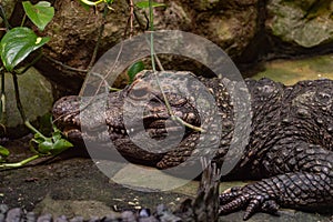 Reptile resting in its abit