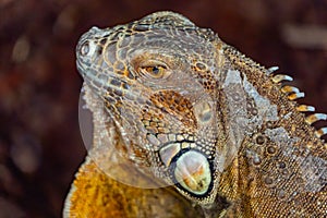 Reptile resting in its abit