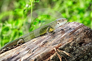 Reptile shot close-up. Green lizard, basking on tree under the sun. Male lizard in mating season on a tree,covered with