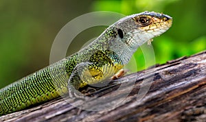 Reptile shot close-up. Green lizard, basking on tree under the sun. Male lizard in mating season on a tree,covered with