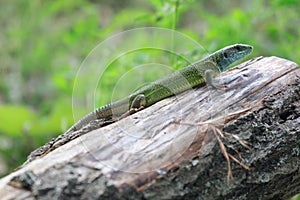 Reptile shot close-up. Green lizard, basking on tree under the sun. Male lizard in mating season on a tree,covered with