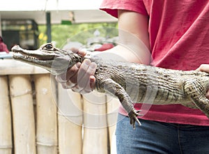 Reptile show displaying Spectacled caiman Caiman crocodilus a crocodilian in the family Alligatoridae,
