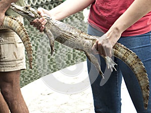 Reptile show displaying Spectacled caiman Caiman crocodilus a crocodilian in the family Alligatoridae,