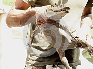 Reptile show displaying Spectacled caiman Caiman crocodilus a crocodilian in the family Alligatoridae,