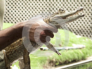 Reptile show displaying Spectacled caiman Caiman crocodilus a crocodilian in the family Alligatoridae,