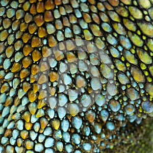 Reptile skin
