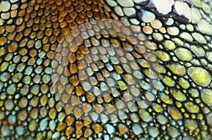 Reptile skin